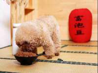 成都梅寒香商贸有限公司